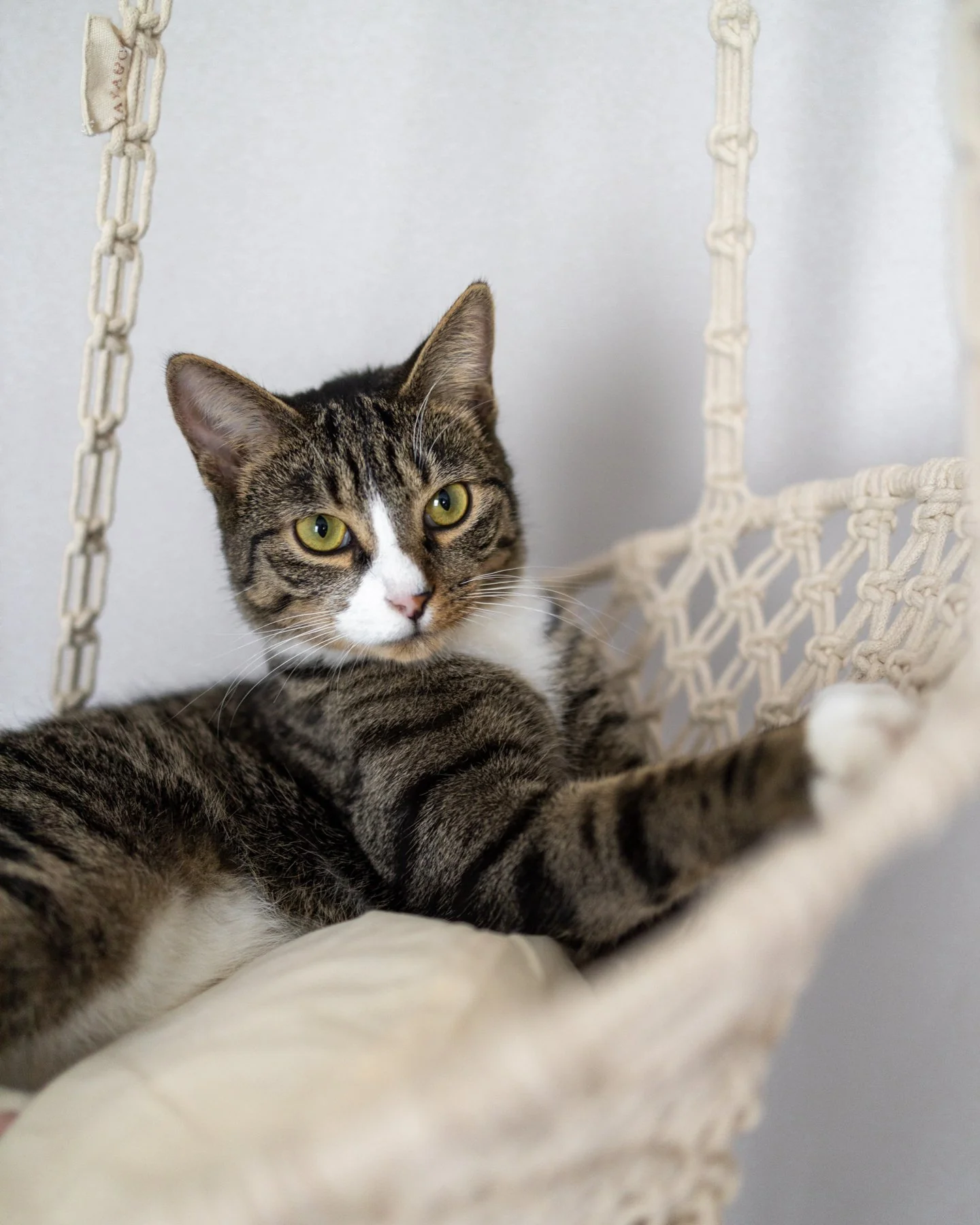 Louie Hanging Handmade Macrame Cat Bed $80 Today Only - Image 3