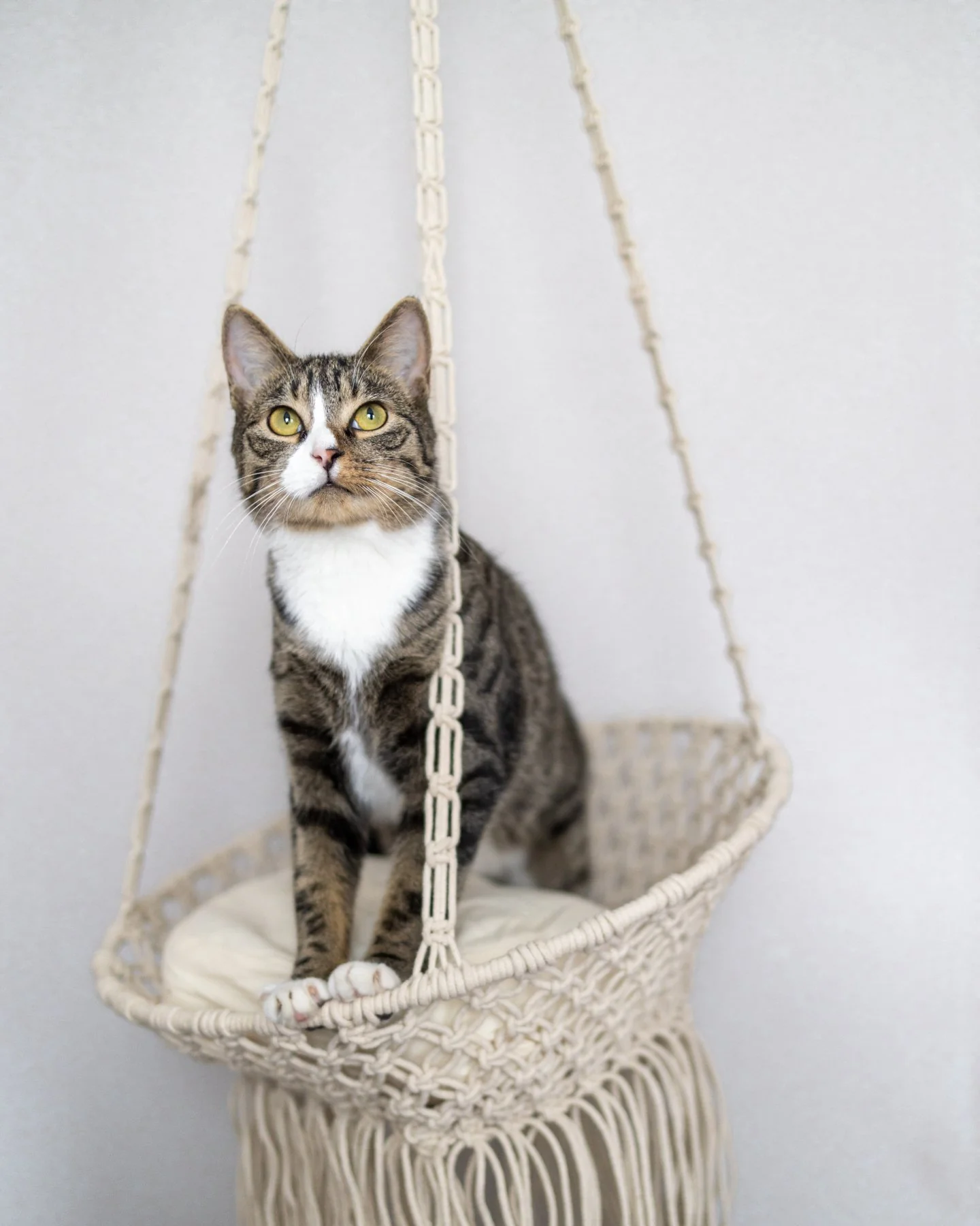Louie Hanging Handmade Macrame Cat Bed $80 Today Only - Image 4